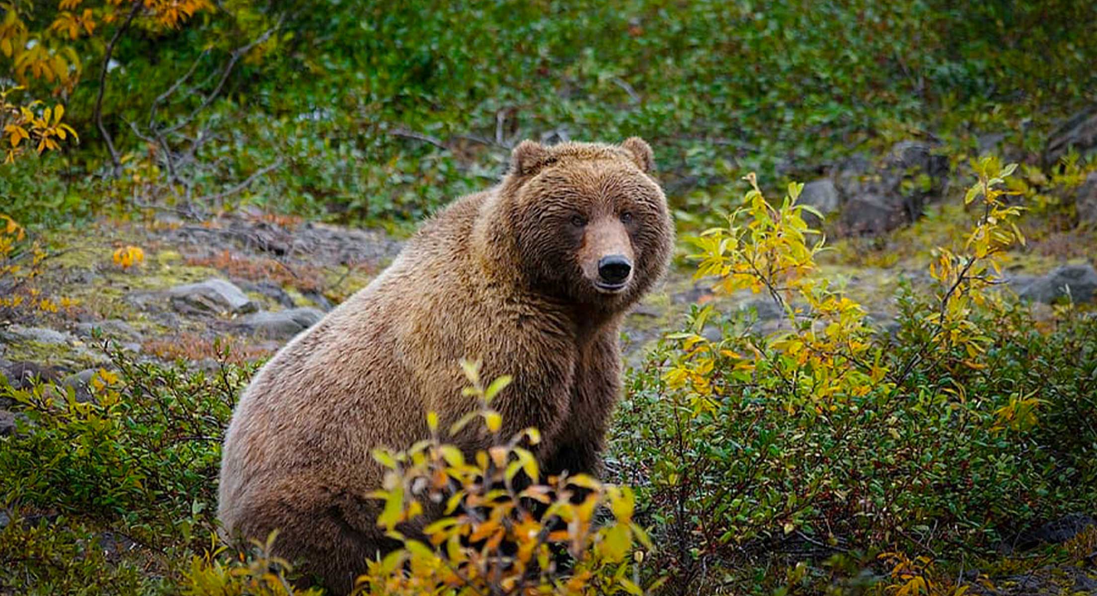Какие медведи в тундре. Северная Америка медведь Гризли. Бурый медведь в лесотундре. Бурый медведь Кольский полуостров. Бурый медведь в тундре.